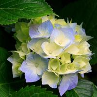 wangxiaohua2009 头像