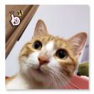 哎哟喂🦖 头像