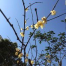 落花时节又逢君 头像