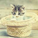 咫尺的梦想 头像