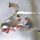 Nyx土豆🥔 头像