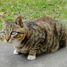 🍀Joaquin Chou🍀 头像