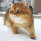 白花花是YOYO 头像