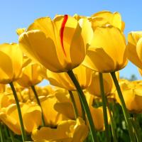 胡小丹的思维导图 头像