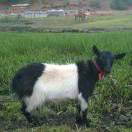 优雅猫国王 头像