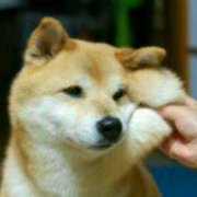 黄又栗的晴雨表 头像