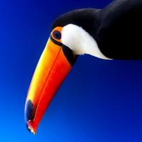 飞翔的小可乐 头像