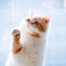 小乔不是大乔的妹 头像