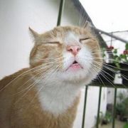 隔壁王2炮 头像