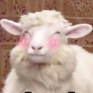 sheep H 头像