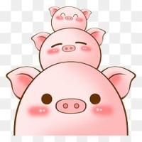 三只懵逼小猪 头像