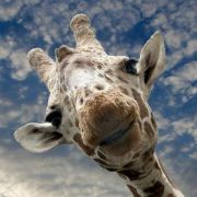 蜜炼川贝枇杷翔 头像