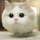 小吉逗你玩儿 头像