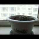 窗台上的花盆 头像