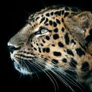 妞妞牛牛扭扭哞 头像