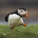 程程跟着摇头 头像