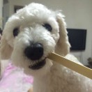 会上树的大象 头像