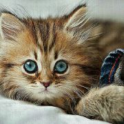 杰克jack威 头像