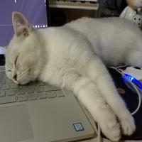 护国寺小学生 头像