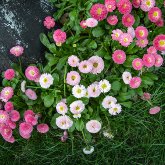 木子立山而 头像