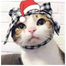 大白、兔奶糖 头像