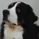  皇帝的新装  头像