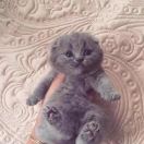 小肚皮婴儿肥 头像