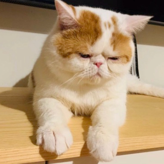 IT大表哥 头像