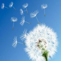 ieflex@qq.com 头像