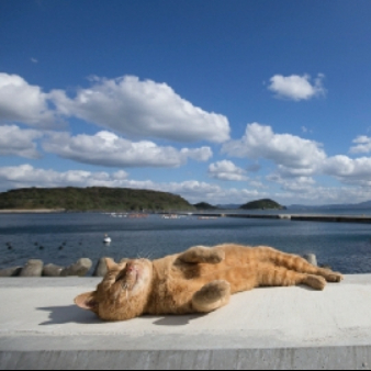 晒太阳の懒猫 头像