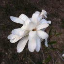 tingtingwenbo 头像