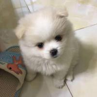 爆揍大肉蛙 头像