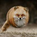 麻烦香菜加满啦 头像