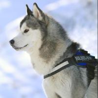 欧阳先生a 头像