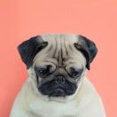 沉默的话痨 头像