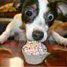 小芳邓🐯 头像