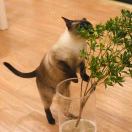 edo🐈💨🙊 头像