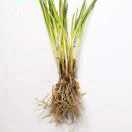 一壶小米酒 头像