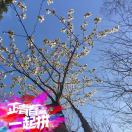 白桦林里的szn 头像