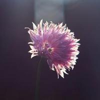 27462594@qq.com 头像