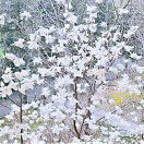 贝格曼法则 头像