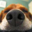 Aurora Australis 头像