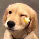 福星高照小超超 头像