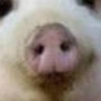 城东花会开 头像