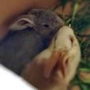 暴力的兔子 头像