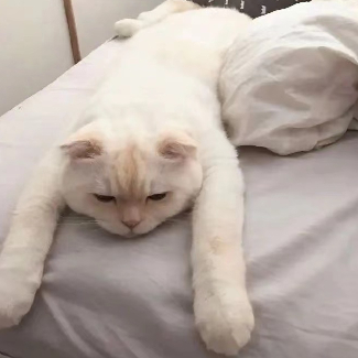 牛犇_SaaS平台一部 头像