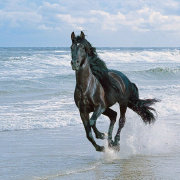 鼓浪屿的波浪 头像