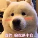 小贱贱巴适 头像