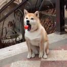 柠檬精🍋 头像