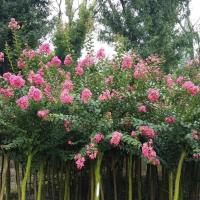 柚子在哪里 头像